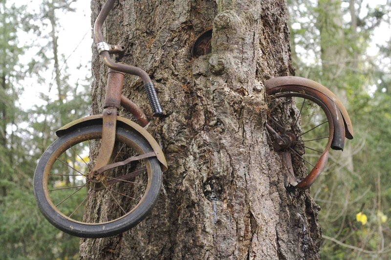 Rusty bike in tree