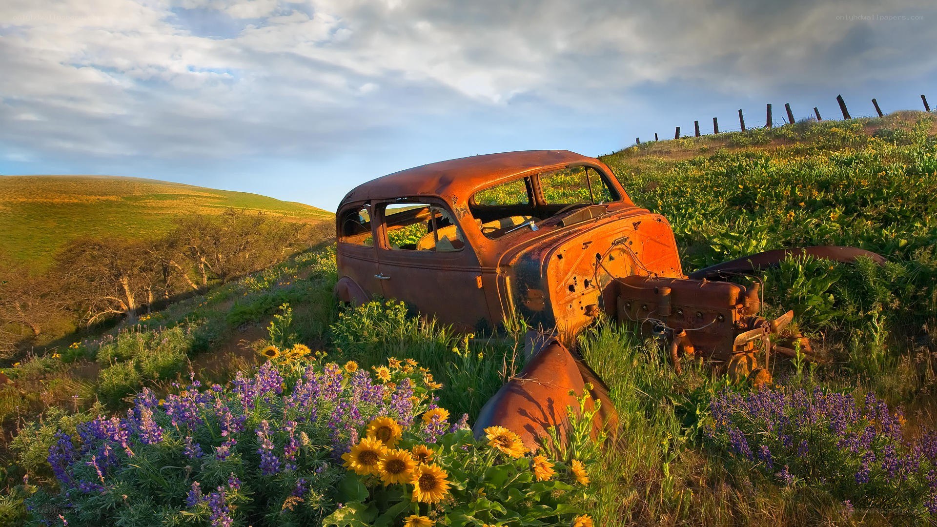 Rusty car in a wildflower field
