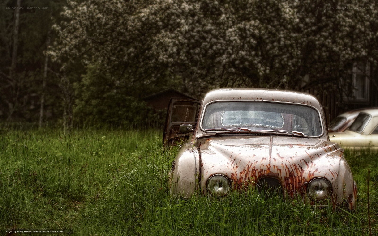 Rusty car in overgrown field