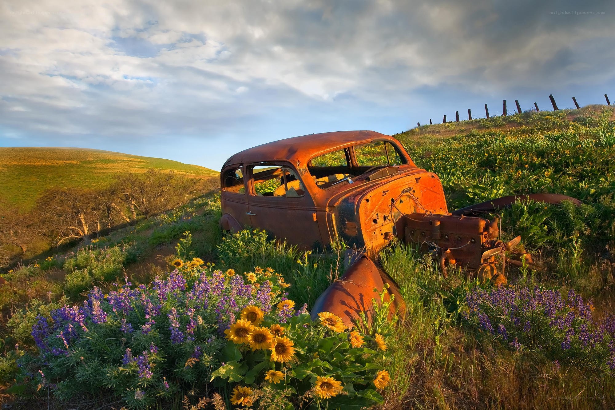 Rusty car in wildflower field