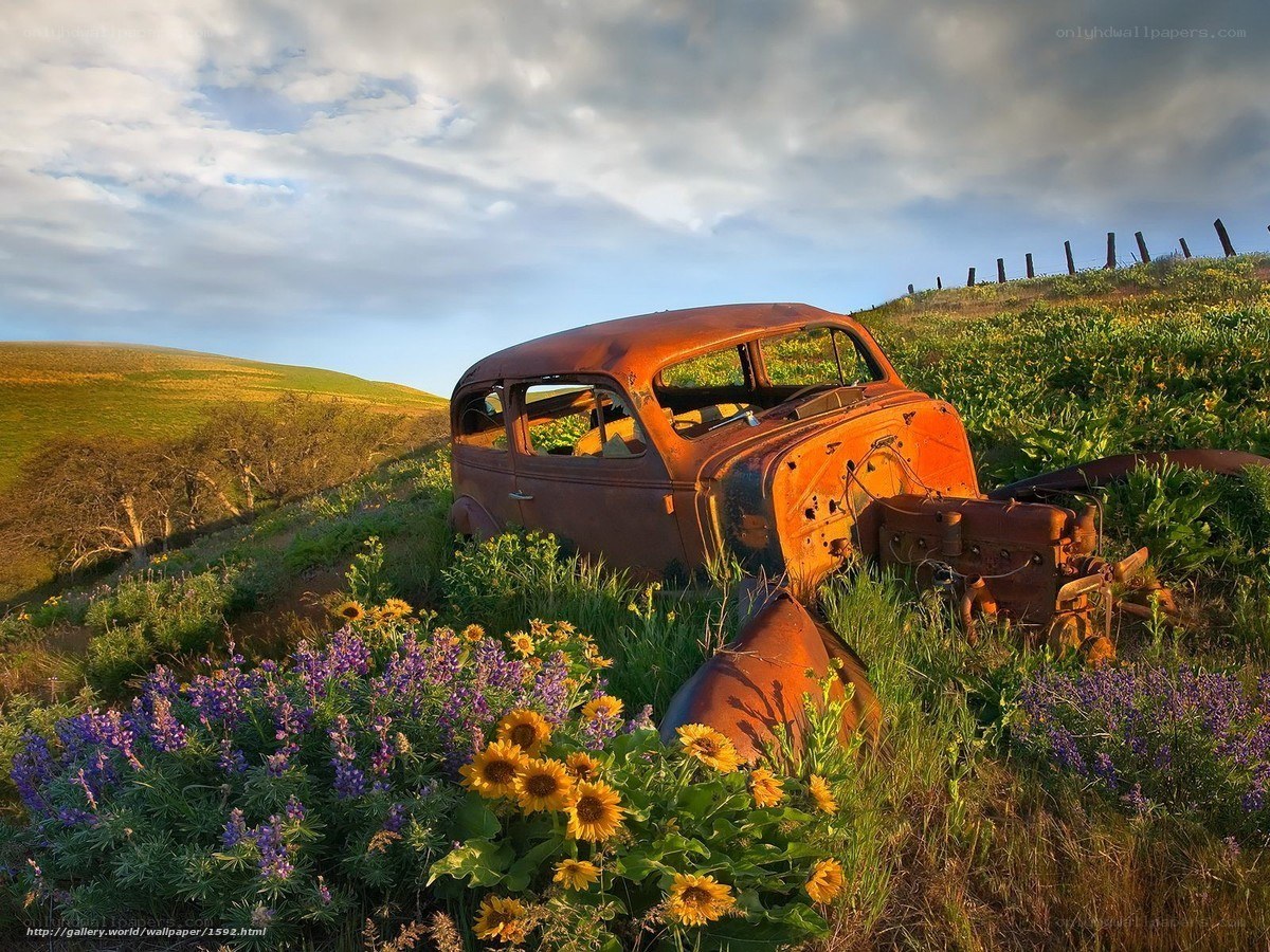 Rusty car in wildflower field