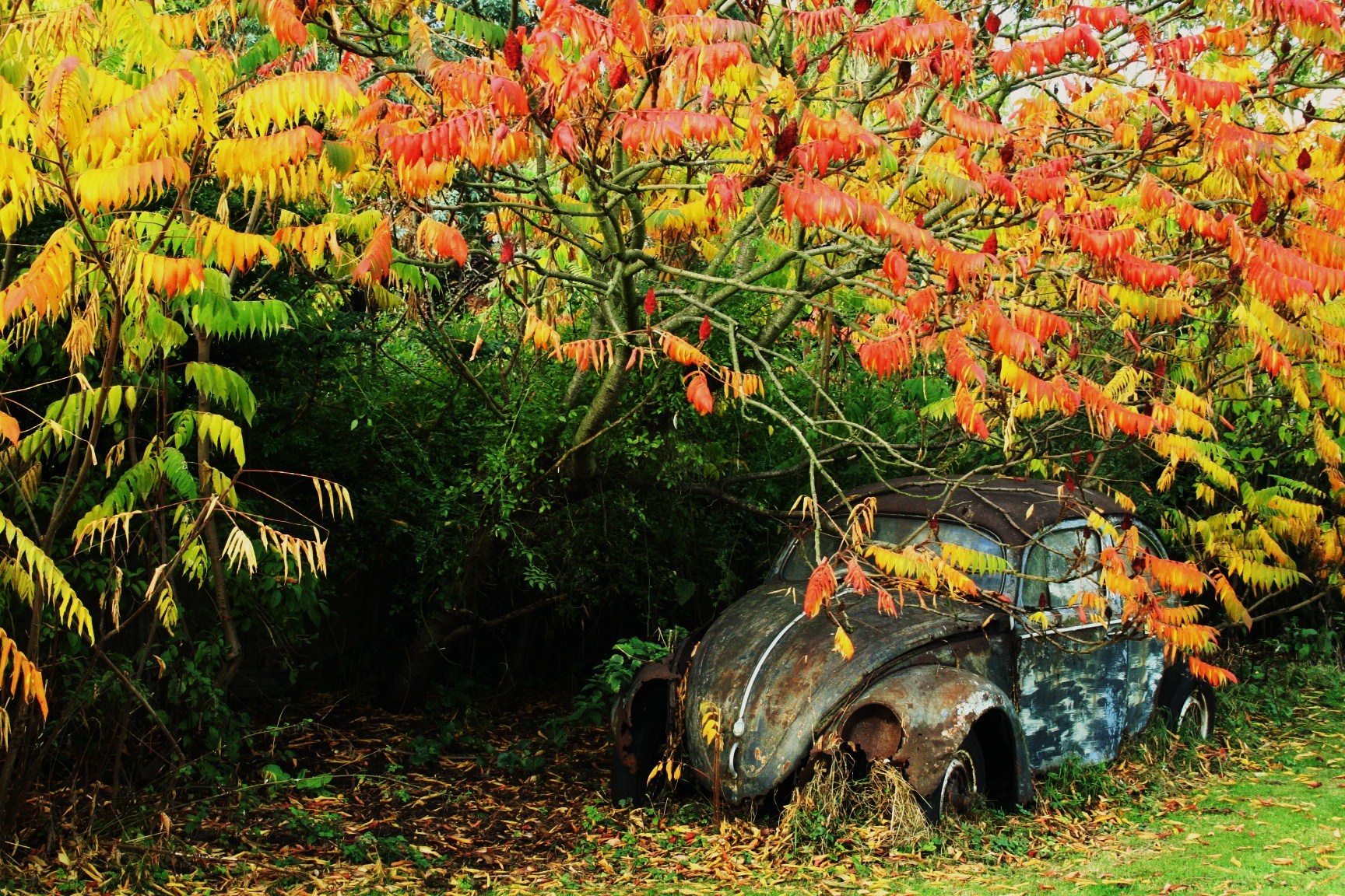 Rusty car under autumn trees