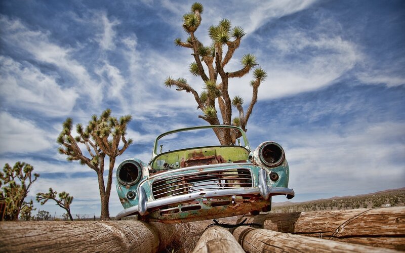 Rusty car under Joshua trees