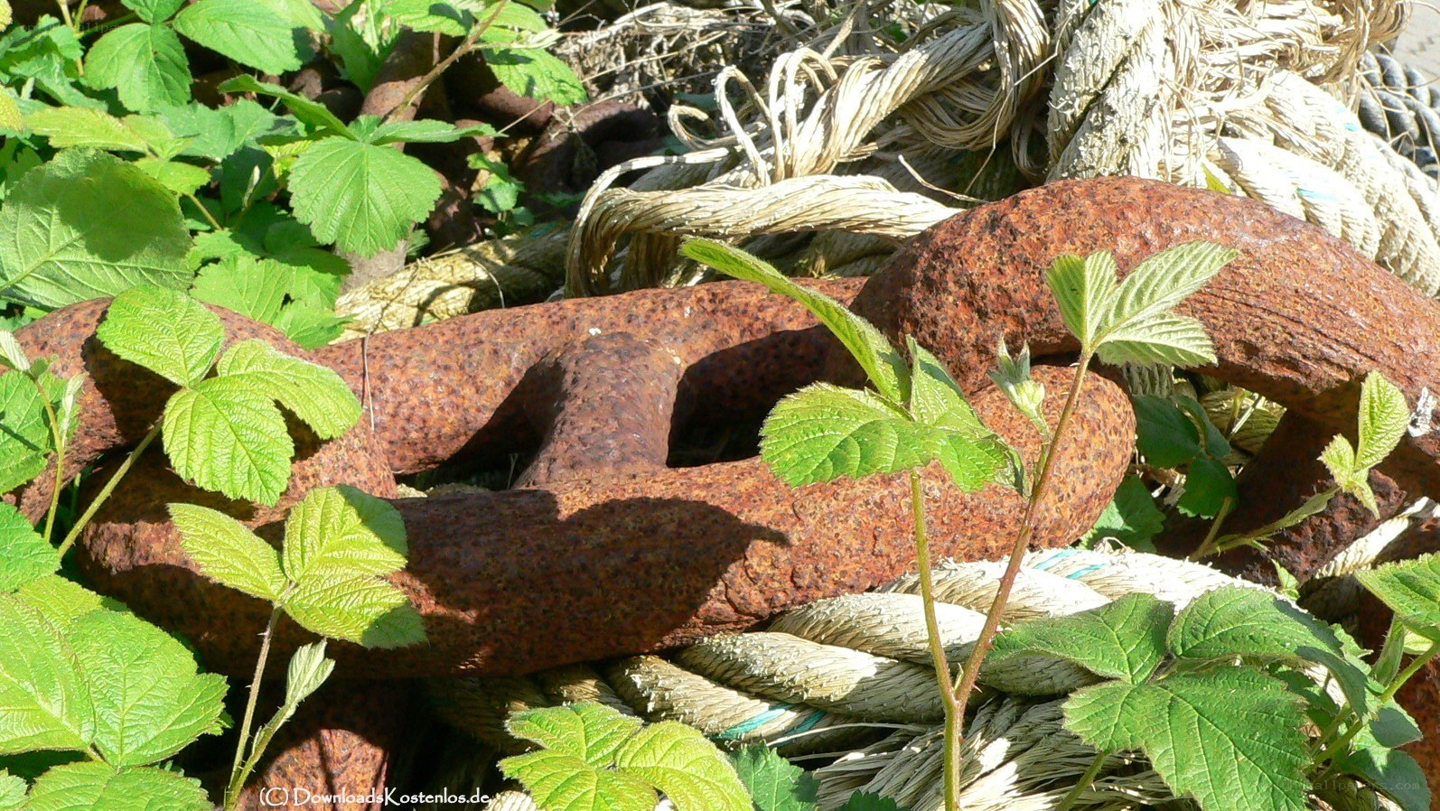 Rusty chain and green plants
