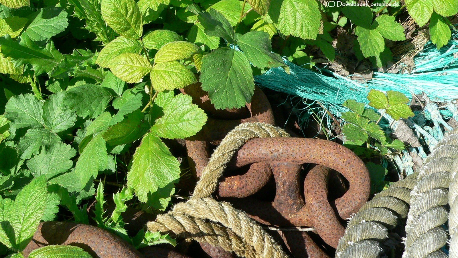 rusty chain and rope in foliage