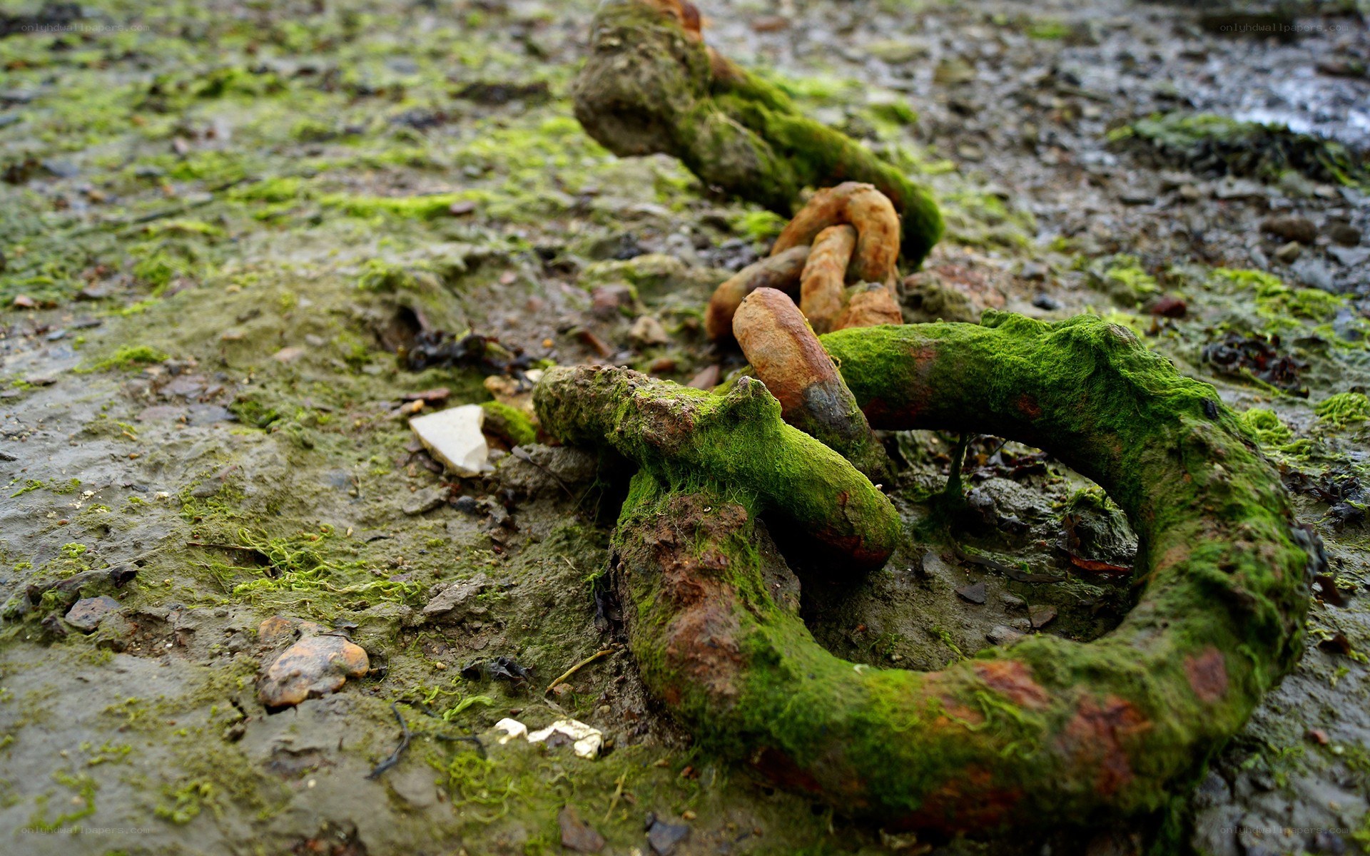 Rusty chain on muddy shore