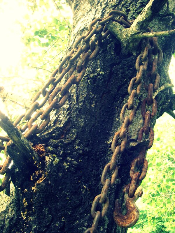 Rusty chain on tree trunk
