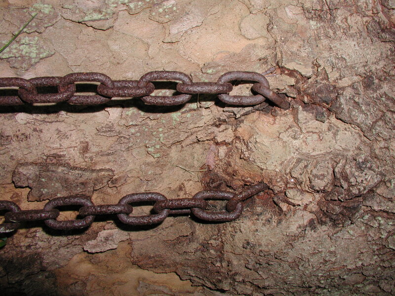 Rusty chains on tree bark