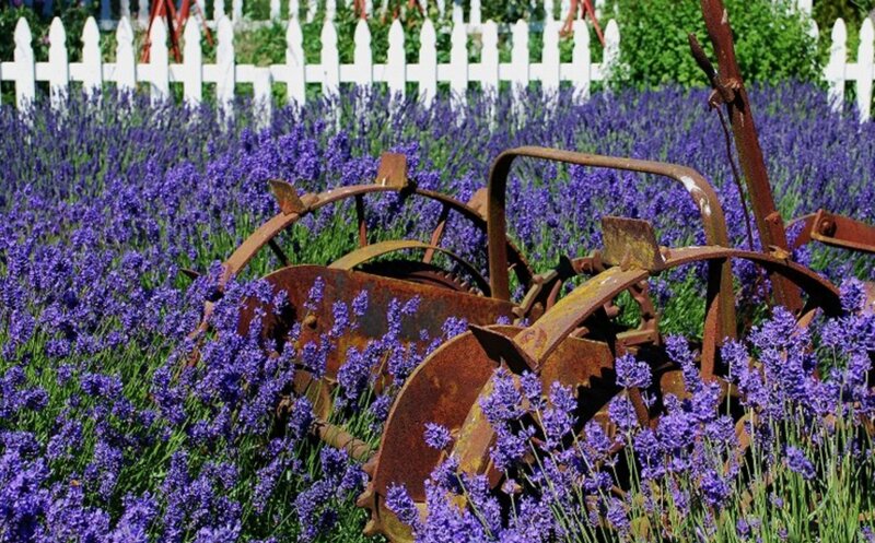 Rusty Farm Equipment