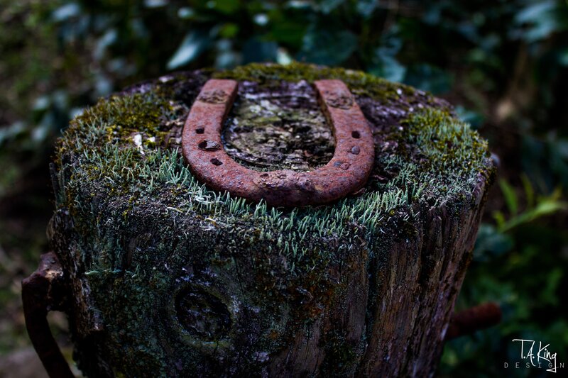 Rusty Horseshoe on Stump