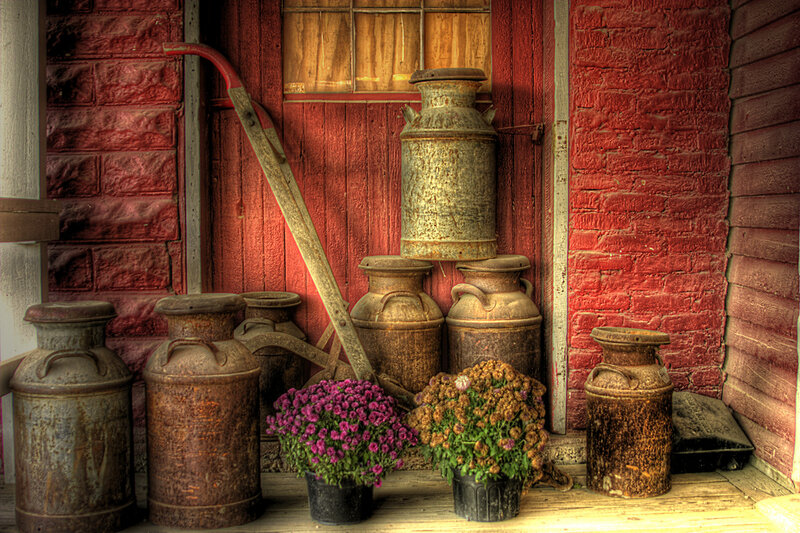 Rusty Milk Cans and Flowers