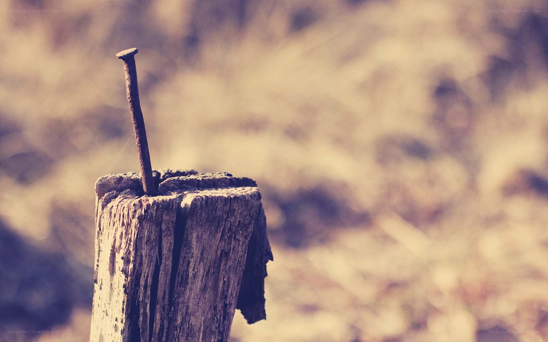 Rusty nail in a wooden post