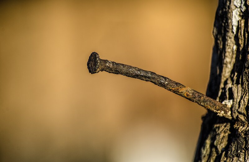 Rusty Nail in Tree