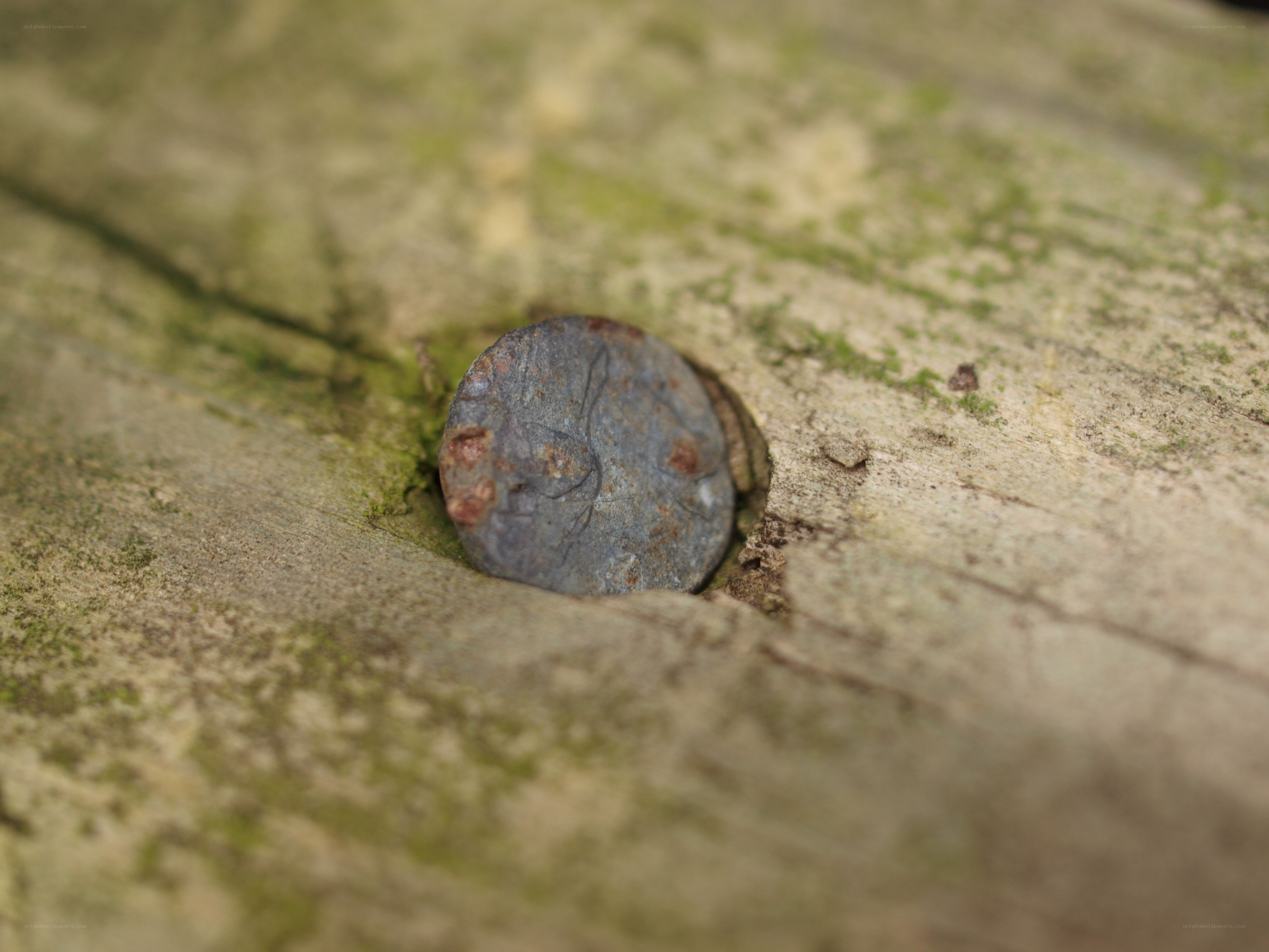 Rusty nail in weathered wood