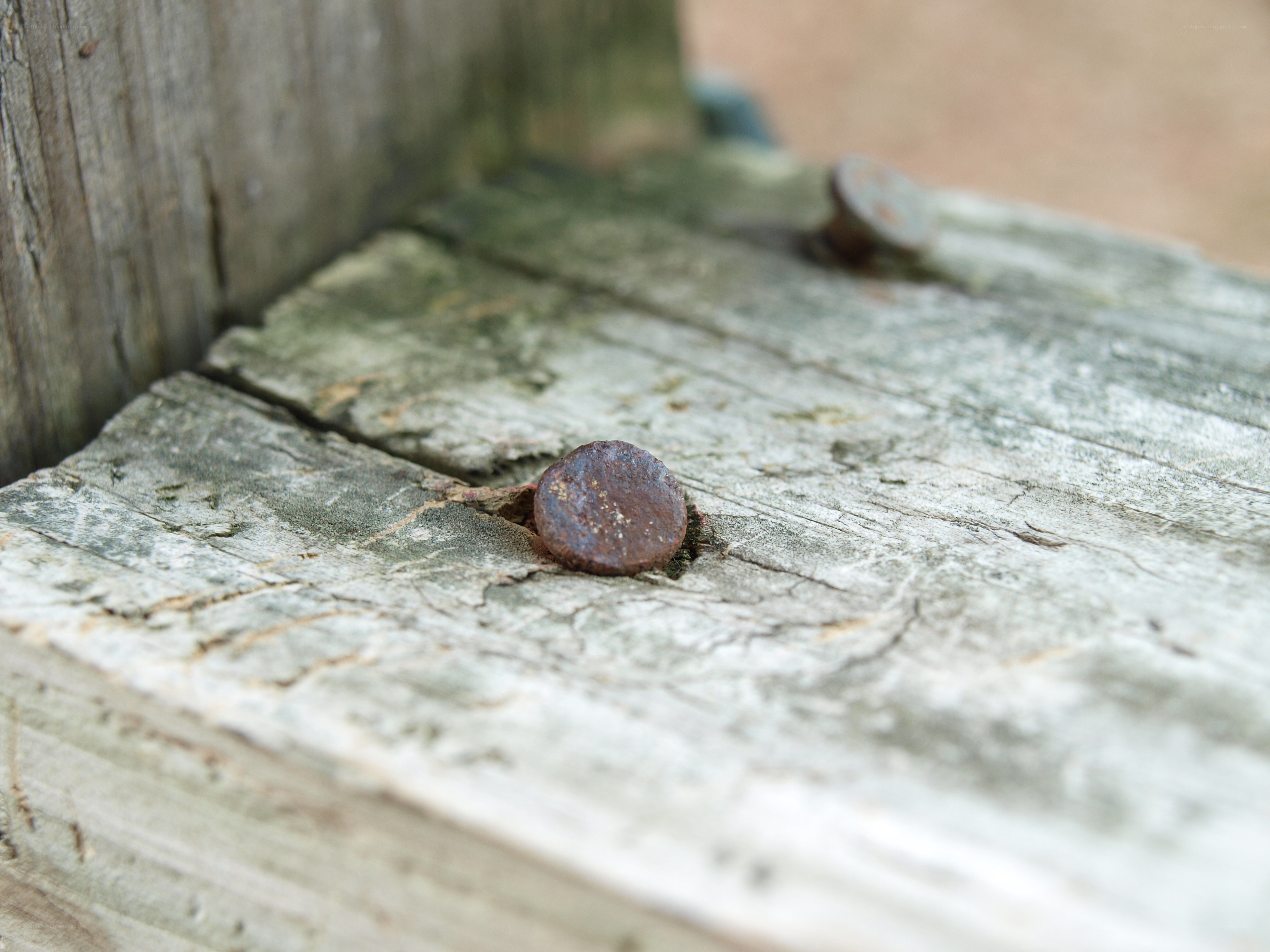 Rusty nail in weathered wood