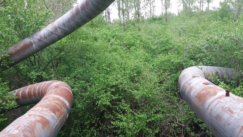 Rusty Pipes in Forest