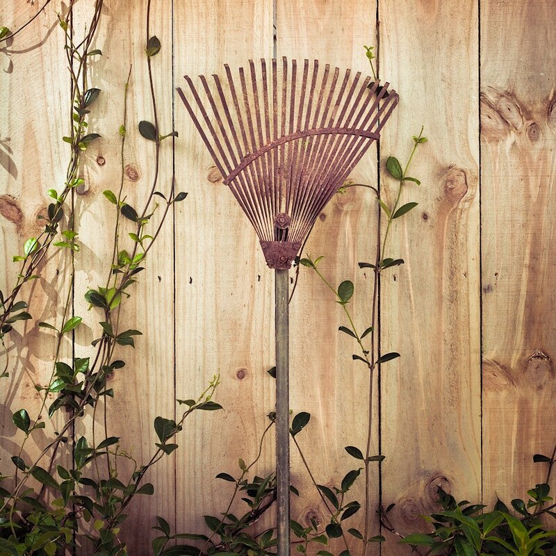 Rusty rake against wooden fence