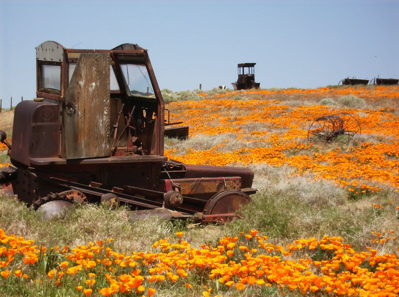 Rusty tractor in poppy field