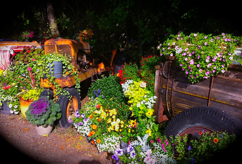 Rusty Tractor with Flowers