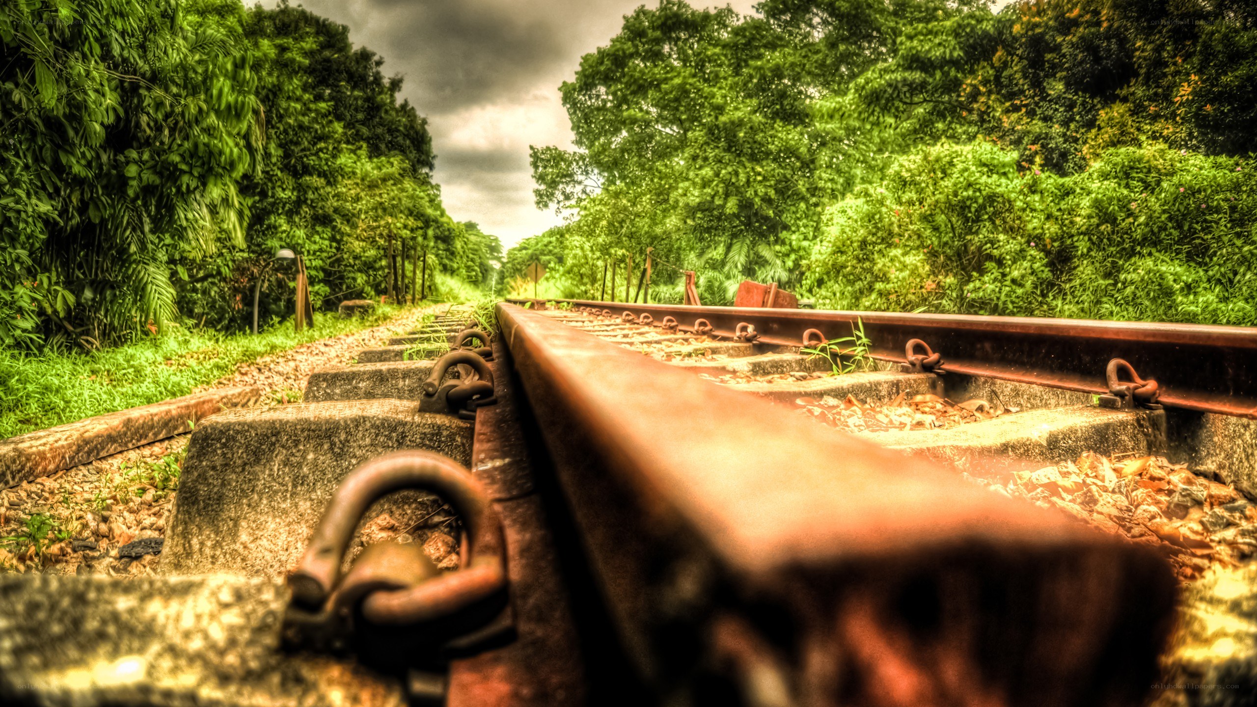 Rusty train tracks in forest