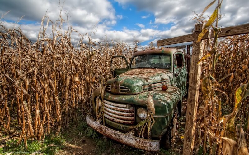 Rusty truck in cornfield