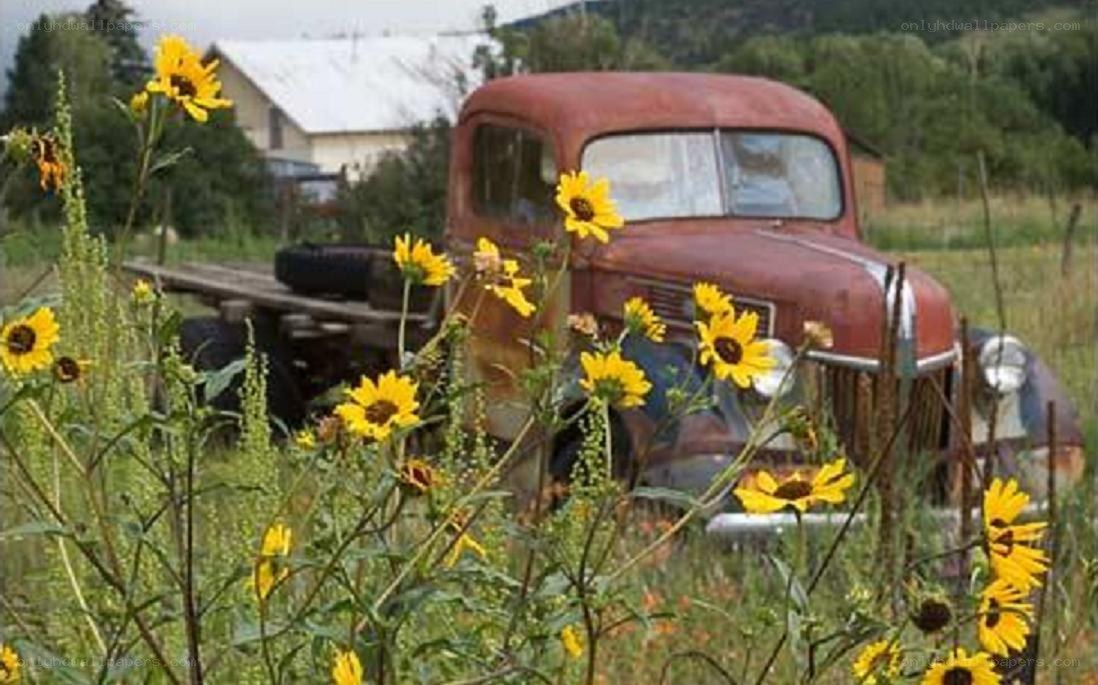 Rusty truck with sunflowers