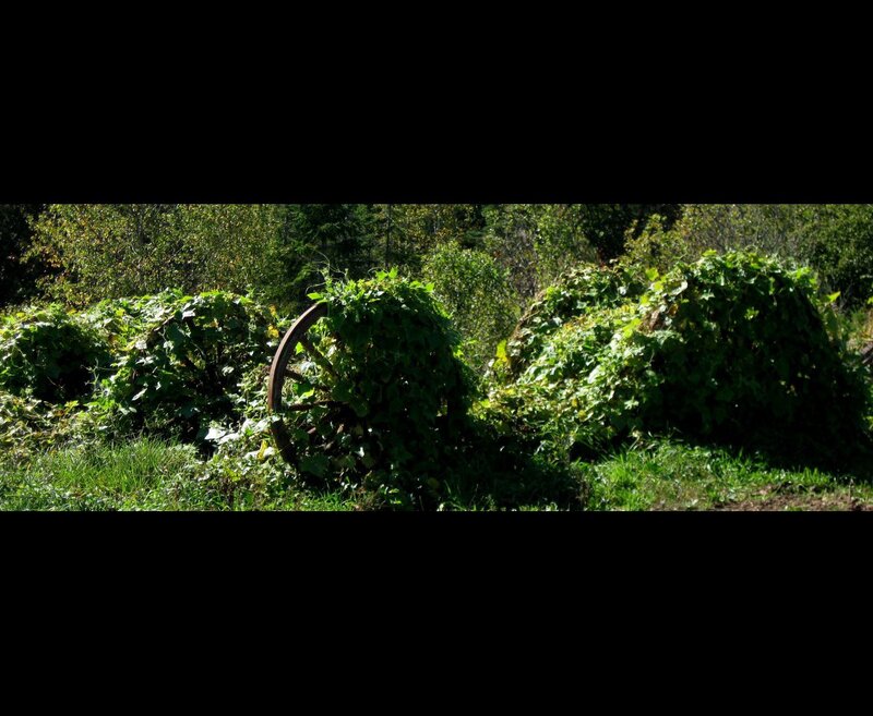 Rusty Wheel Covered in Vines