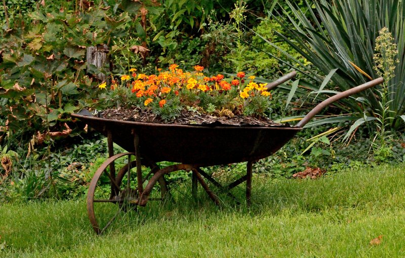 Rusty Wheelbarrow with Flowers