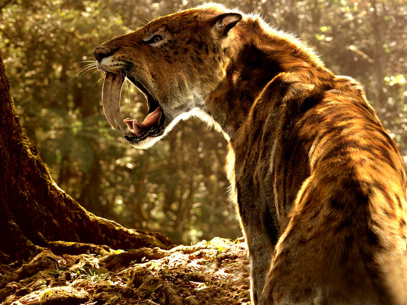 Saber-toothed Cat — Brown, Dramatic, Afternoon