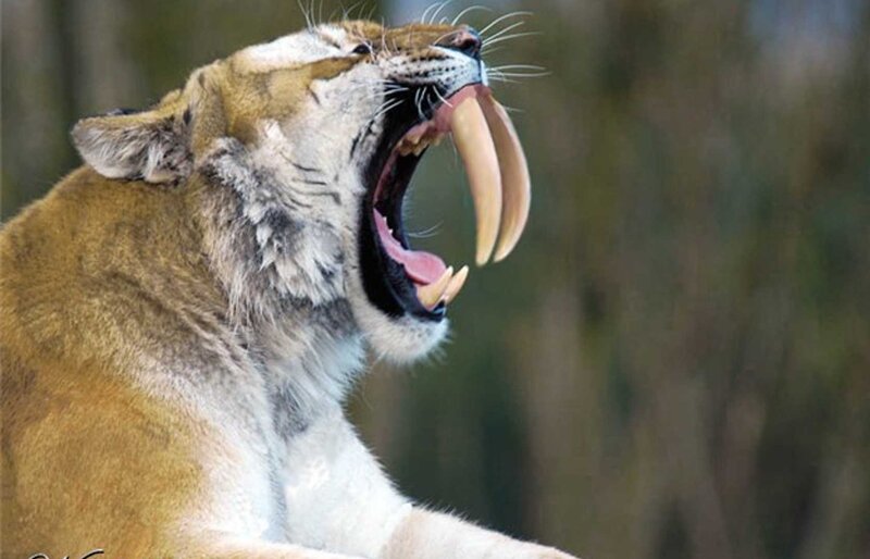 Saber-toothed Cat — Brown, Intense