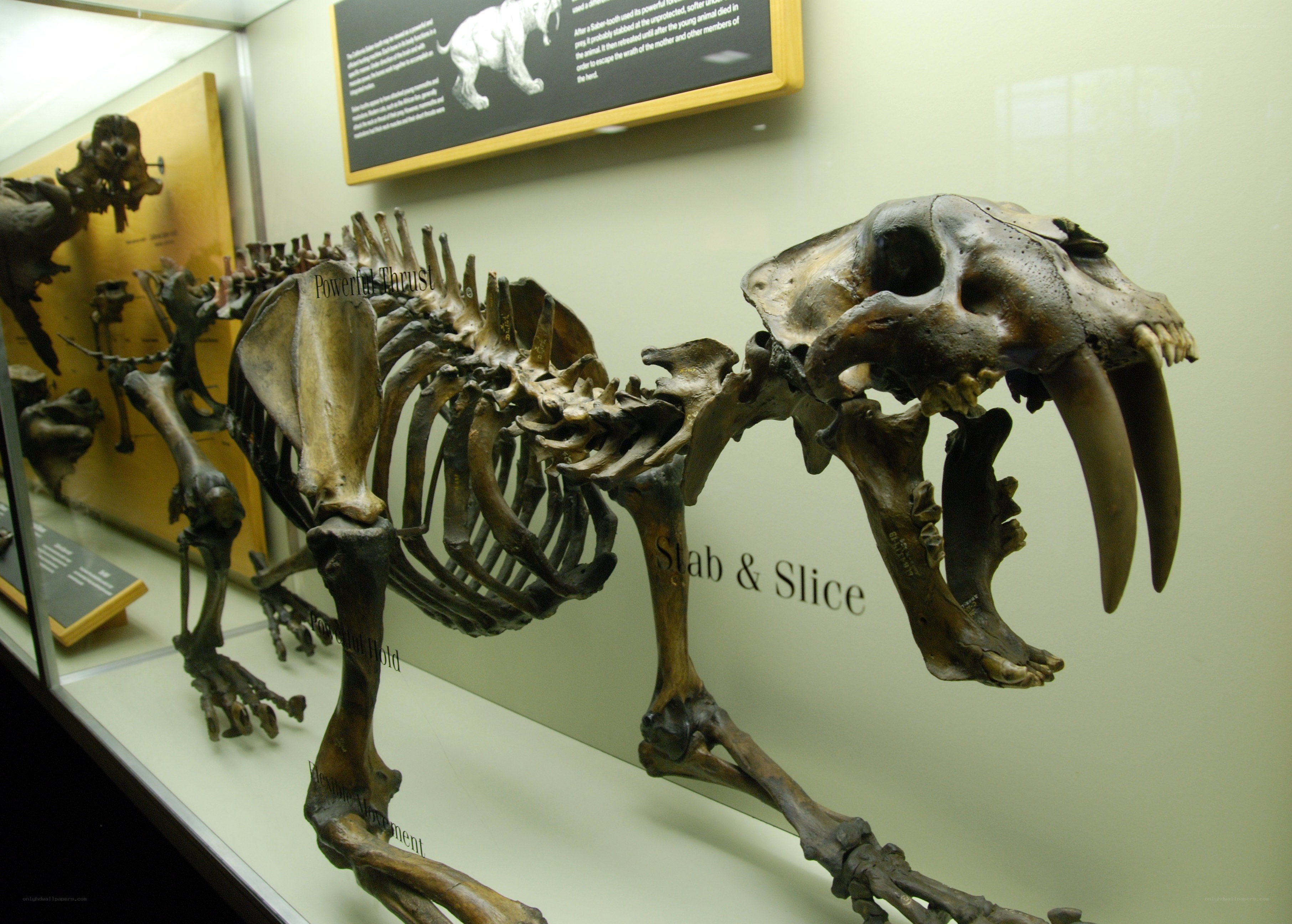 saber-toothed cat skeleton