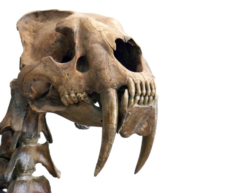 Saber-toothed Cat Skull — Brown