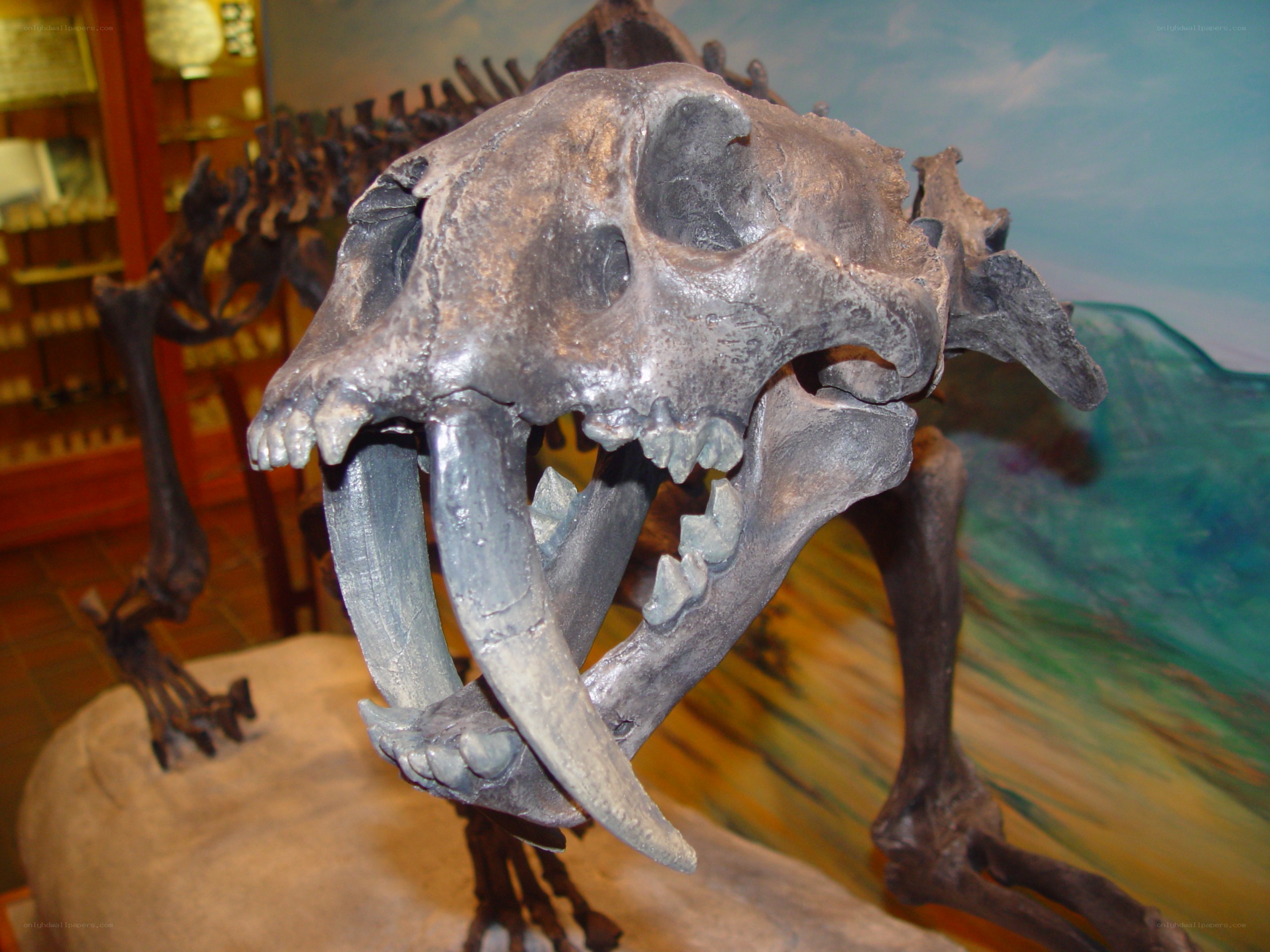 Saber-toothed cat skull exhibit