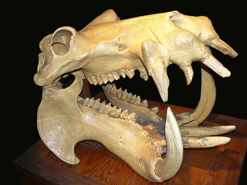 saber-toothed cat skull