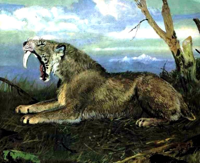 Sabertooth cat roaring