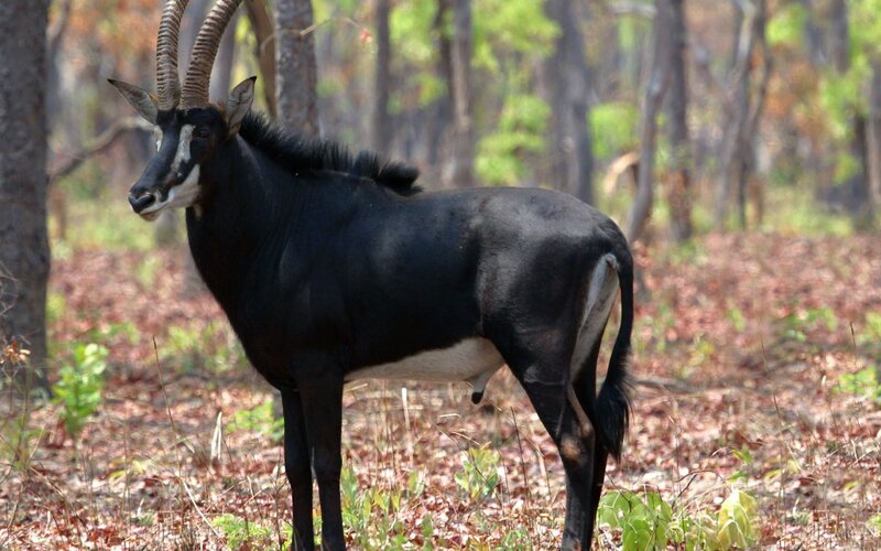 Sable antelope in forest