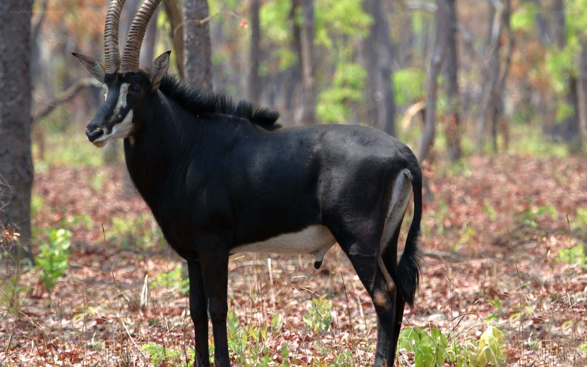 Sable antelope in forest
