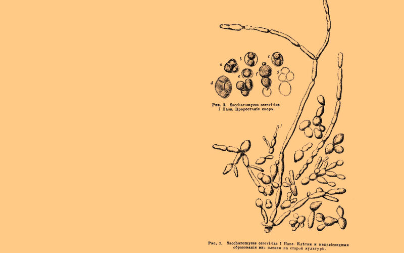 Saccharomyces cerevisiae illustration
