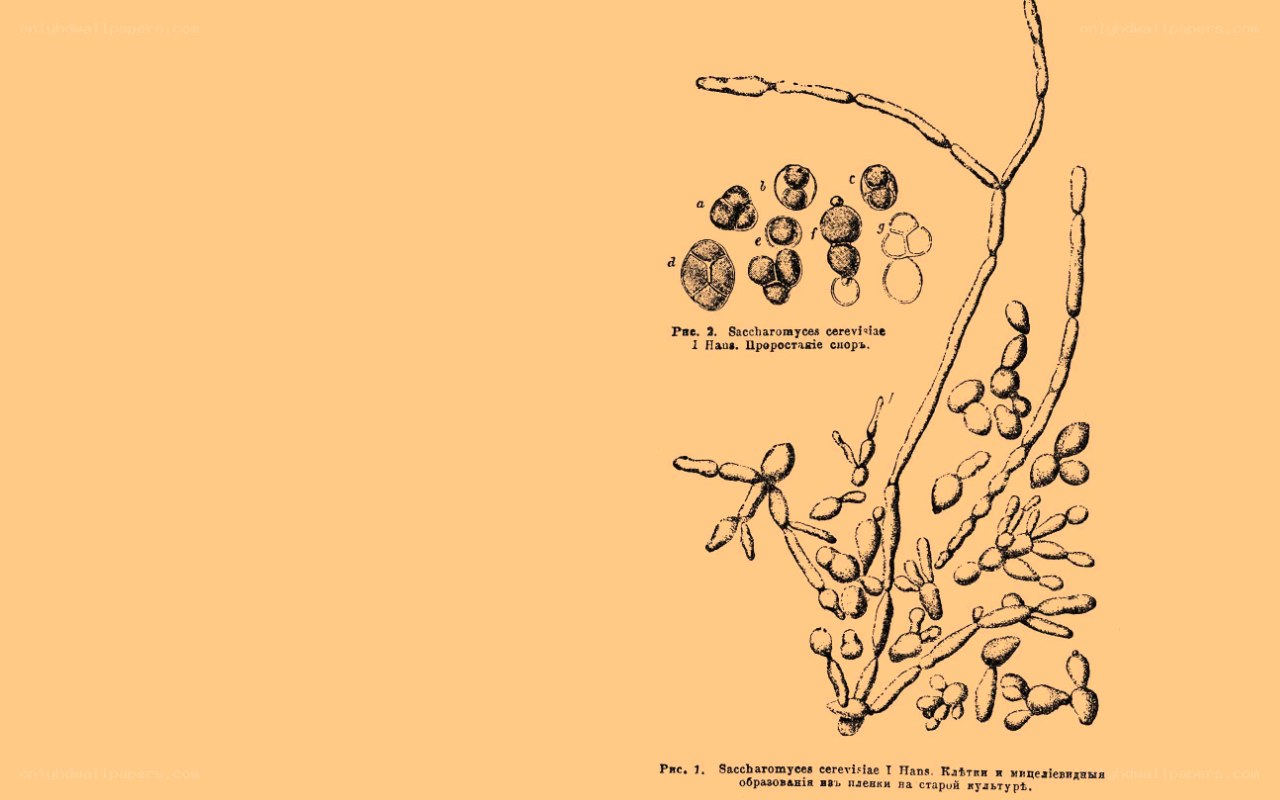 Saccharomyces cerevisiae illustration