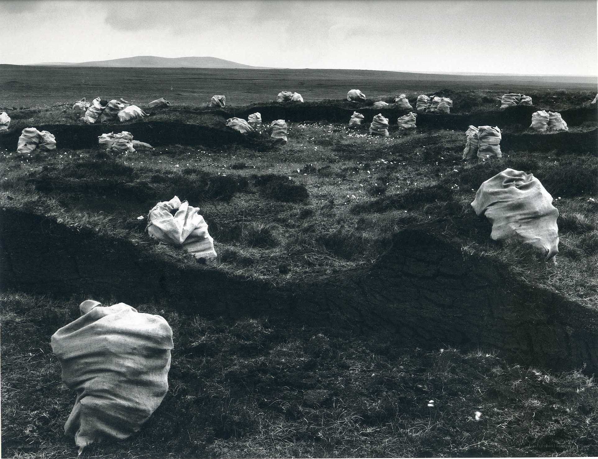 Sacks on a grassy field