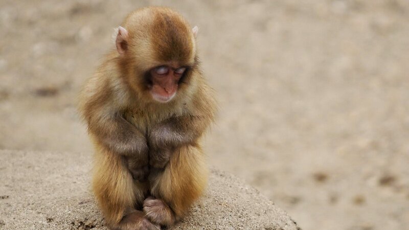 sad baby monkey