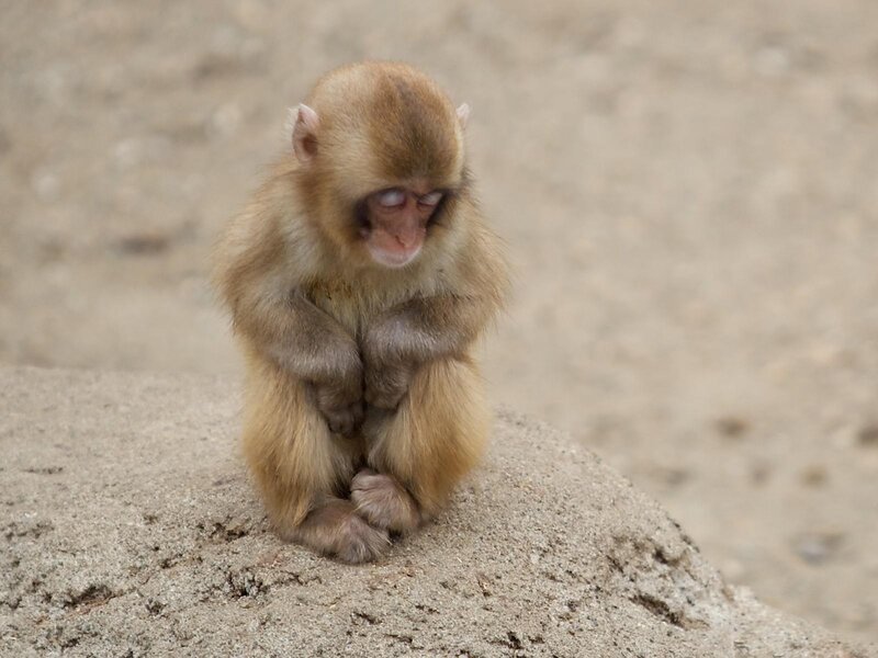 sad baby monkey