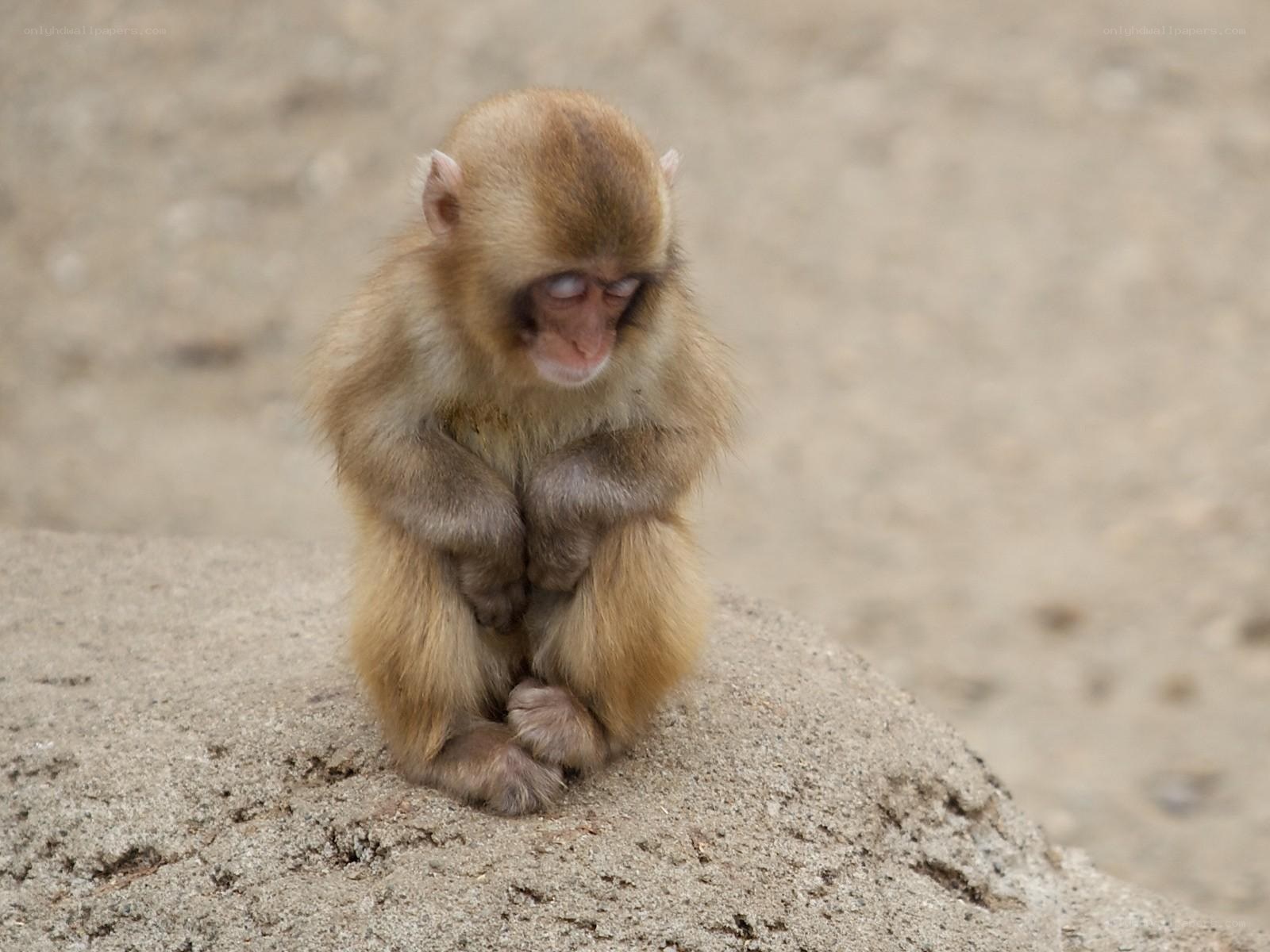 sad baby monkey