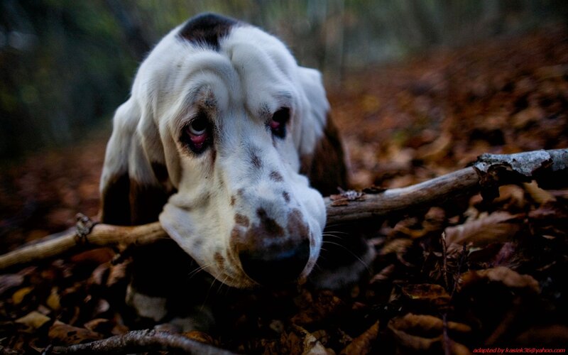sad basset hound in forest