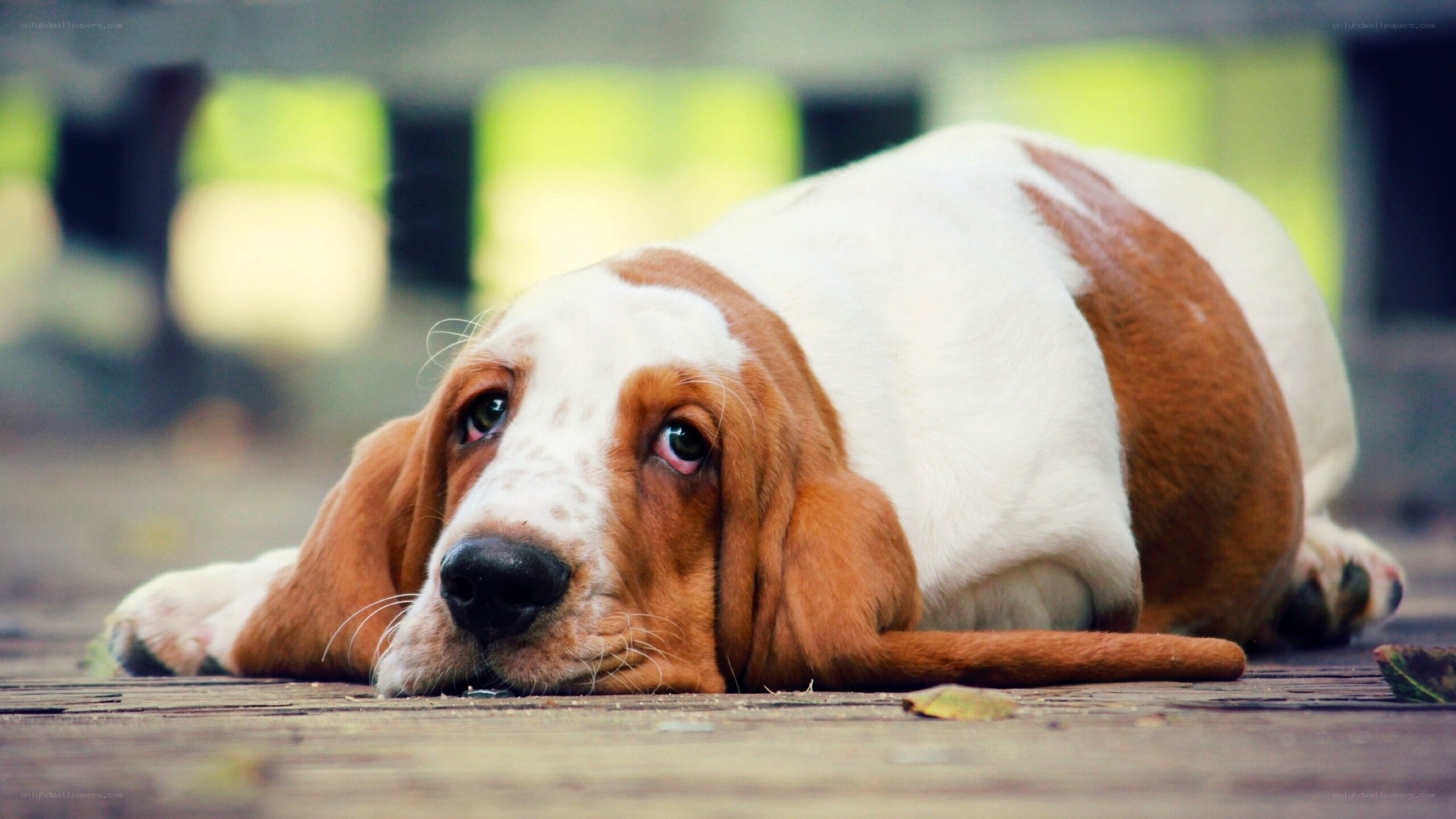 sad basset hound puppy