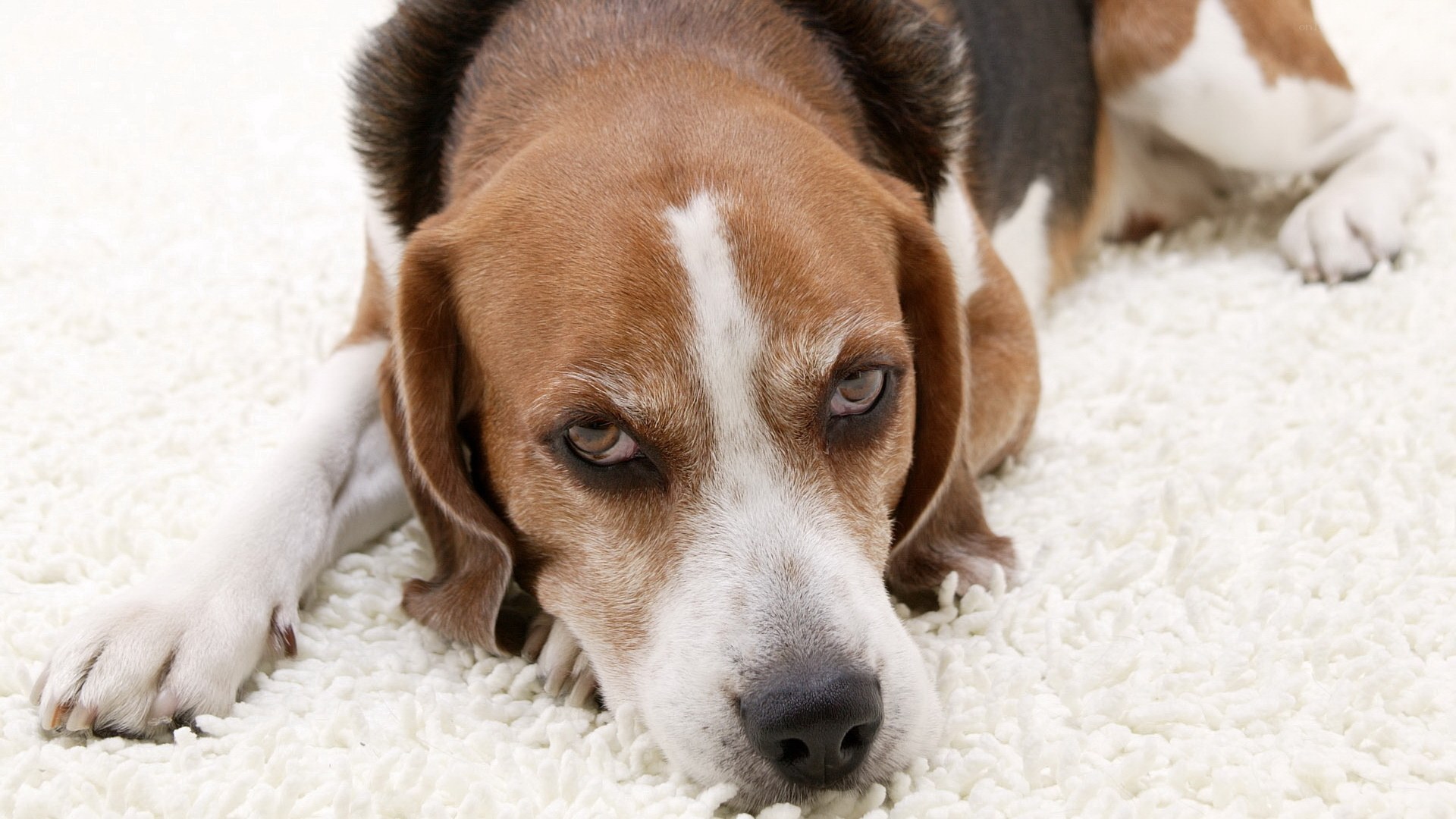 sad beagle dog on carpet