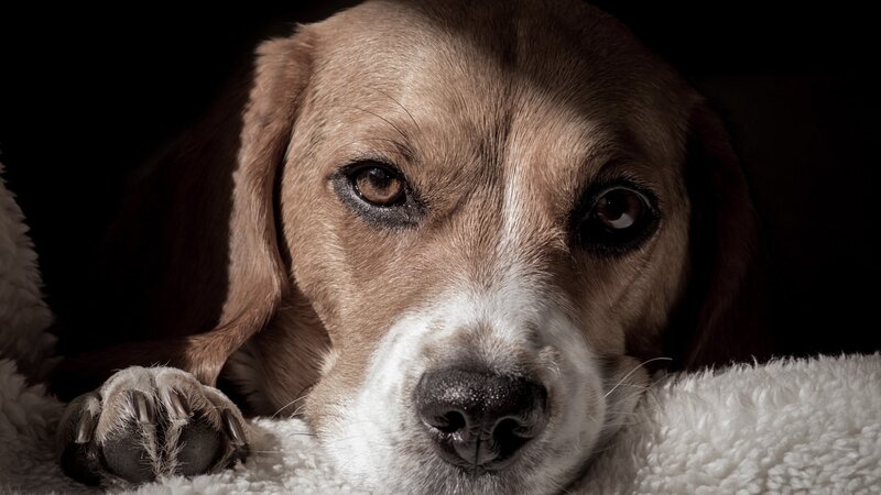 sad beagle dog portrait