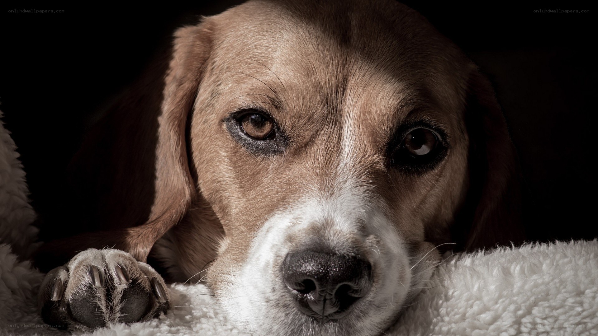 sad beagle dog portrait