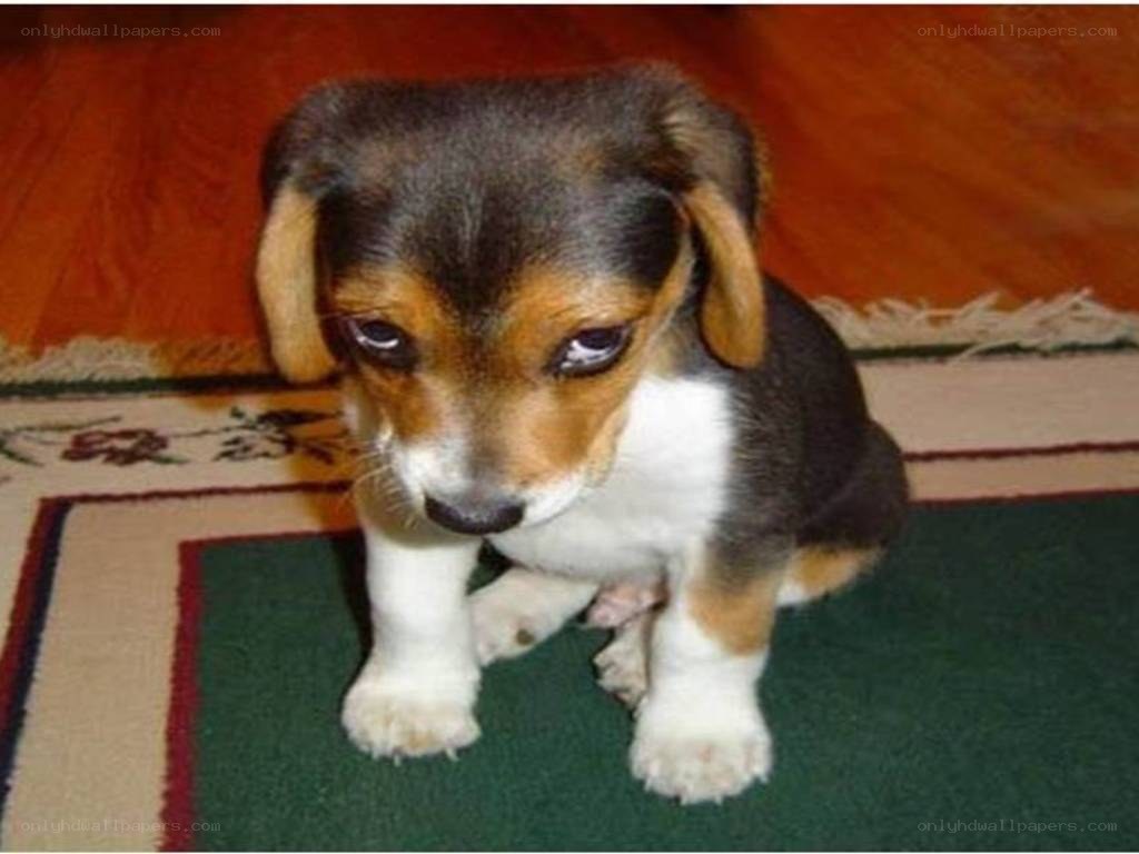 sad beagle puppy