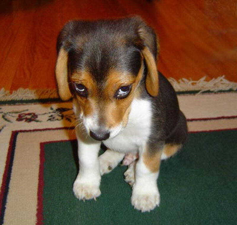 sad beagle puppy